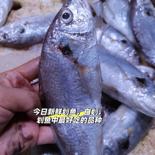 广东本港海捕捞杂鱼渔民打捞鲜活小鱼杂鱼活体活冻真空包装 批发