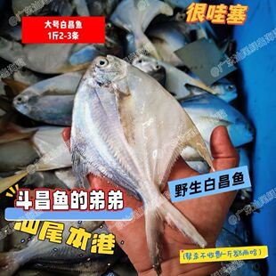 野生银鲳鱼新鲜冷冻鲳鱼鲜活大号海鲜大白昌平鱼海扁水产