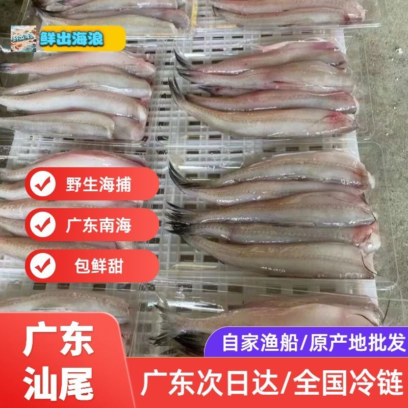 广东汕尾海捕捞本港当天上岸豆腐鱼九龙鱼龙头鱼小鱼船捕批发海鲜