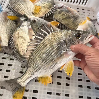 黄立鱼黄翅鱼黄脚立黄脚腊黄鳍新鲜海鱼