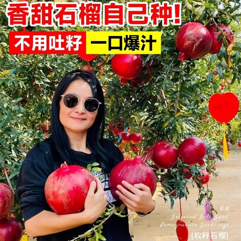 石榴树苗番石突尼斯软籽无子四季庭院盆景栽特大甜带土石榴果树苗