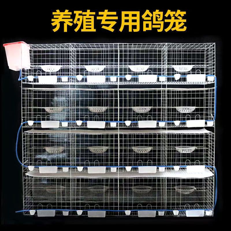 4层16位鸽子养殖设备信鸽配对笼鸽子配对笼鸽子繁育笼鸽子笼配件