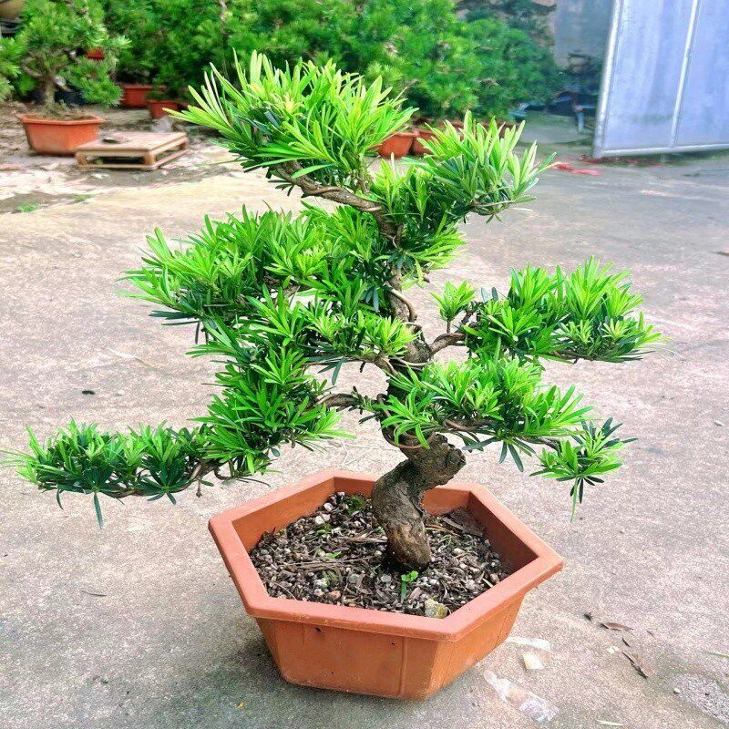 精品罗汉松树苗盆景p老桩造型盆栽绿植花卉办公室内客厅庭院别墅