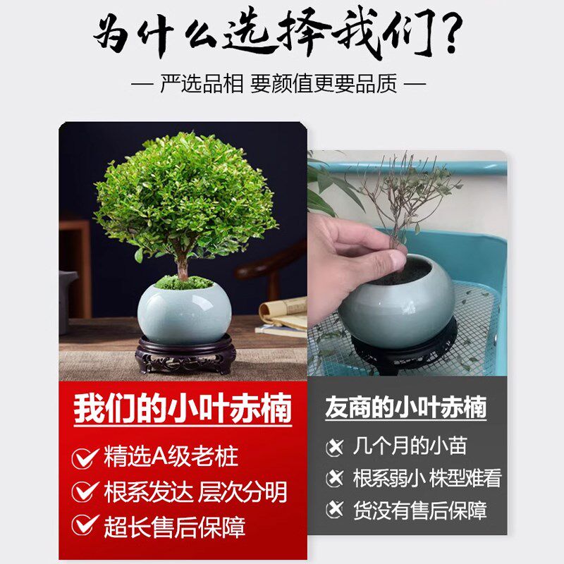 小叶赤楠老桩苗紫檀微p景观水培办公室四季好养金丝楠木绿植常青