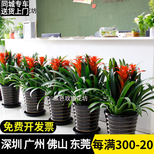 鸿运当头盆栽 j凤梨花客厅 室内花卉办公室绿化盆景 开花植物