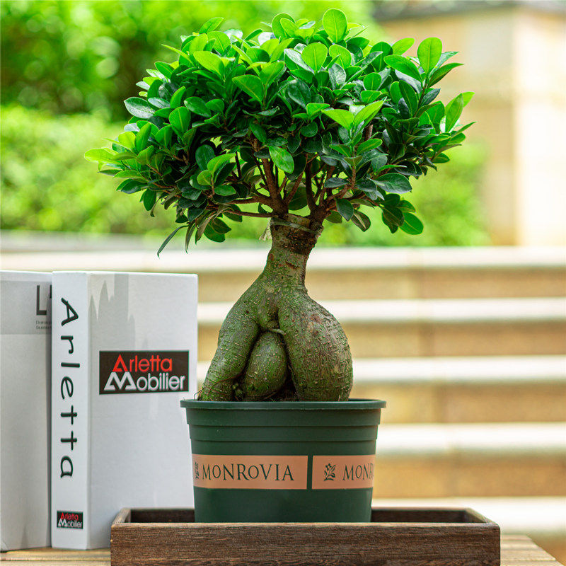 榕树盆栽室内阳台植物造型老桩绿植室外I树苗人参榕小叶金钱榕盆