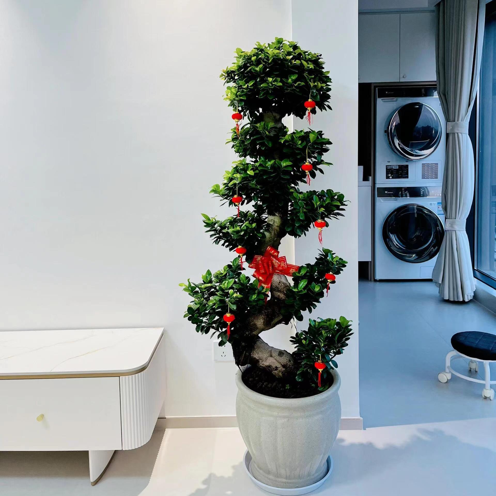 金钱榕老桩盆栽室内客厅大型绿植开业乔迁送礼摇钱树阳台庭院绿植