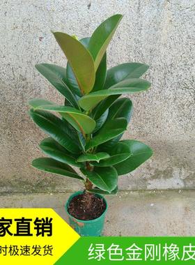 绿色黑金刚橡皮树花叶子苗老桩盆栽绿植植物室内易活四季客厅花卉