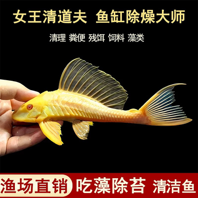 清道夫大帆女王红眼女王热带鱼清缸鱼工具鱼除藻清理粪便皮实耐养