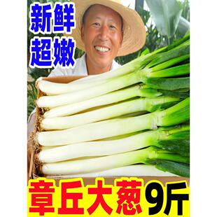 正宗山东章丘铁杆大葱新鲜现挖蔬菜东北大葱甜葱蘸酱特产包邮