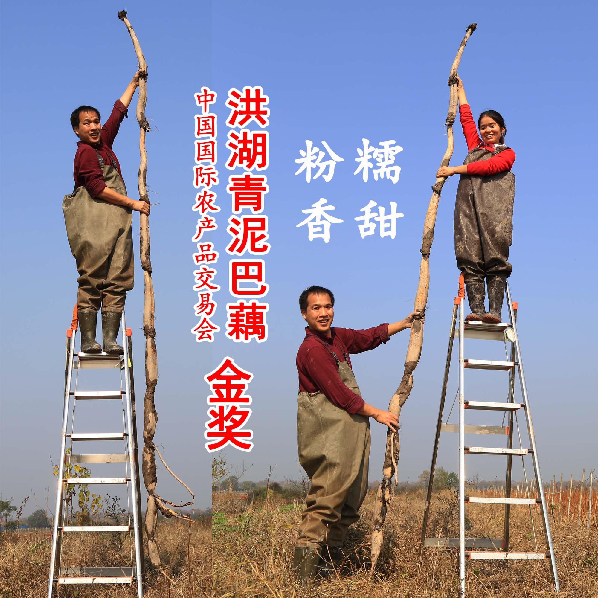 洪湖粉藕青泥巴莲藕5斤精选湖北新鲜蔬菜煲汤特产杨晶消费主张