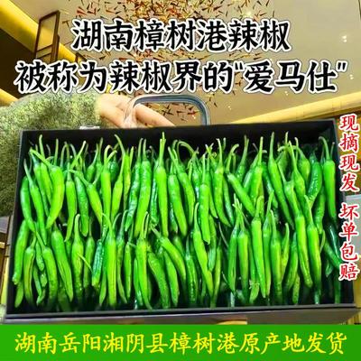 正宗樟树港辣椒原产地新鲜爽口湖南岳阳特产湘阴原产地现摘鲜辣椒
