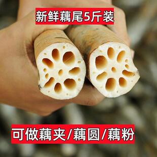 湖北特产洪湖莲藕新鲜现挖/藕尾/藕后段 做藕圆藕夹藕粉5斤
