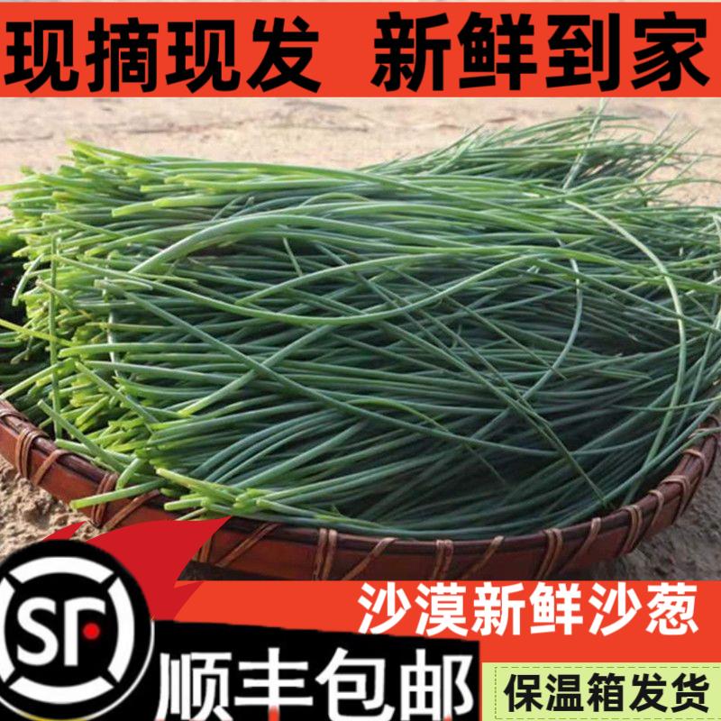 顺丰包邮宁夏沙漠沙葱新鲜蔬菜现挖现发沙葱苗小葱香葱非甘肃民勤