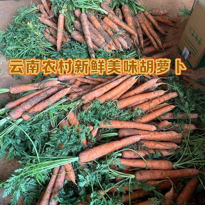 农家种非转基因小胡萝卜云南露天种新鲜红萝卜现挖带叶子带泥发货