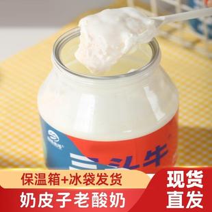奶皮子酸奶三头牛酸奶内蒙古奶皮子酸奶内蒙经典老酸奶早餐508g