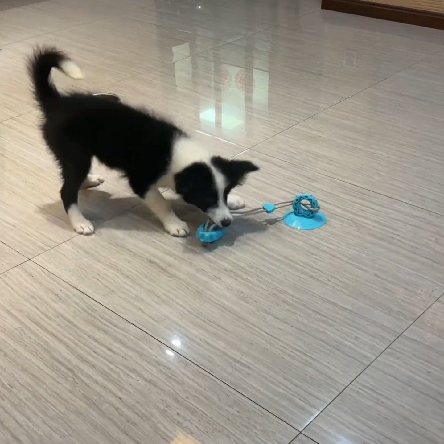 宠物磨牙洁齿玩具狗狗吸盘拉绳拔河解压啃咬玩具消耗体力训练用品