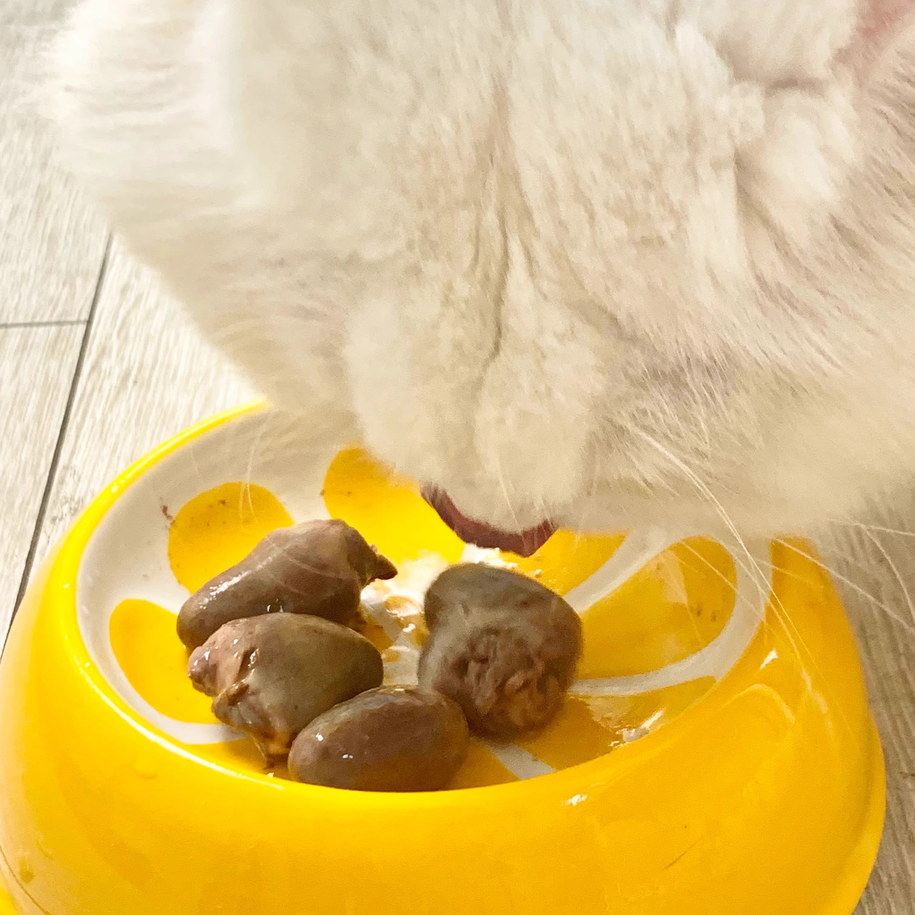 新鲜手工鸡心鸭心宠物猫咪狗狗生骨肉湿粮猫饭自制食材营养牛磺酸