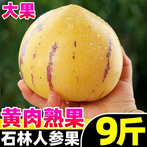 【人参果热卖榜】官方推荐