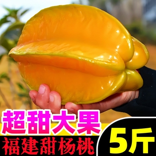 杨扬洋阳桃特大果树上熟整箱5斤 福建漳州甜杨桃新鲜水果5斤应当季