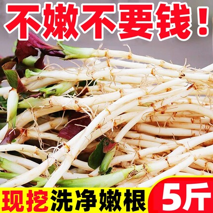 折耳根新鲜鱼腥草猪鼻孔当季野蔬菜嫩芽嫩根叶贵州凉拌下饭菜即食