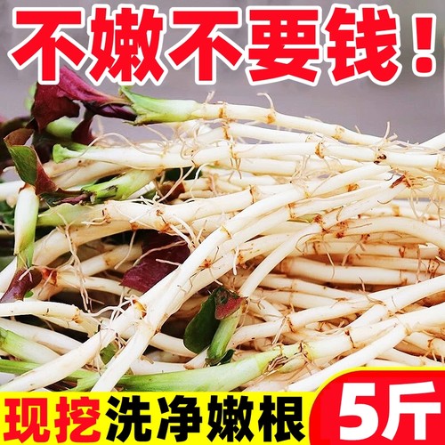 【鱼腥草热卖榜】官方推荐