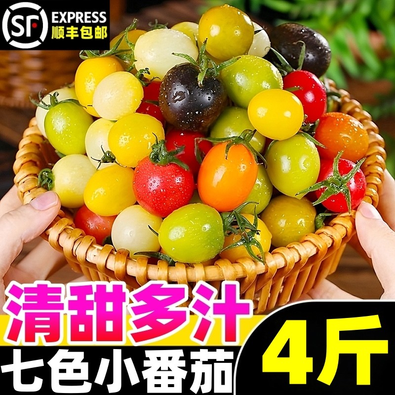 山东七彩小番茄新鲜现摘现发彩色小柿子清甜多汁圣女果混合装水果
