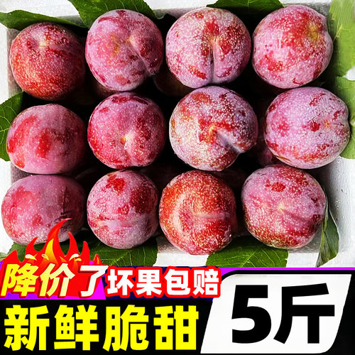 【三华李热卖榜】官方推荐