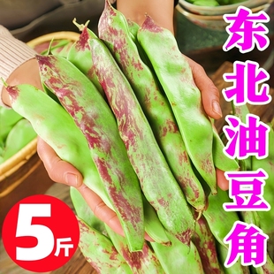 正宗东北油豆角现摘新鲜5斤黑龙江一点红油豆角九月青整箱 包邮