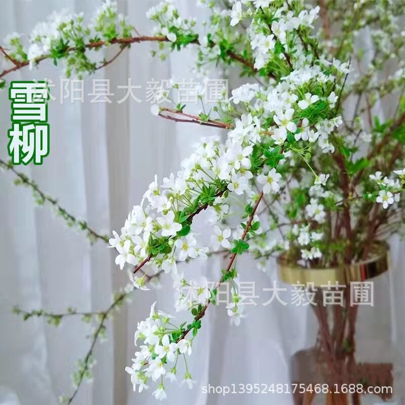 雪柳鲜枝插花家庭水养插鲜花喷雪花干枝梅干支水插花泡水开花