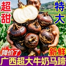 包郵 廣西牛奶特大馬蹄10斤新鮮蔬菜荸薺水果農(nóng)家白馬蹄即食特產(chǎn)
