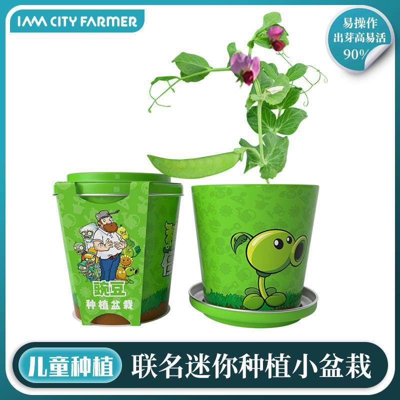 IAM园艺 儿童种植小盆栽diy含羞草向日葵凤仙花幼儿园植物角观察