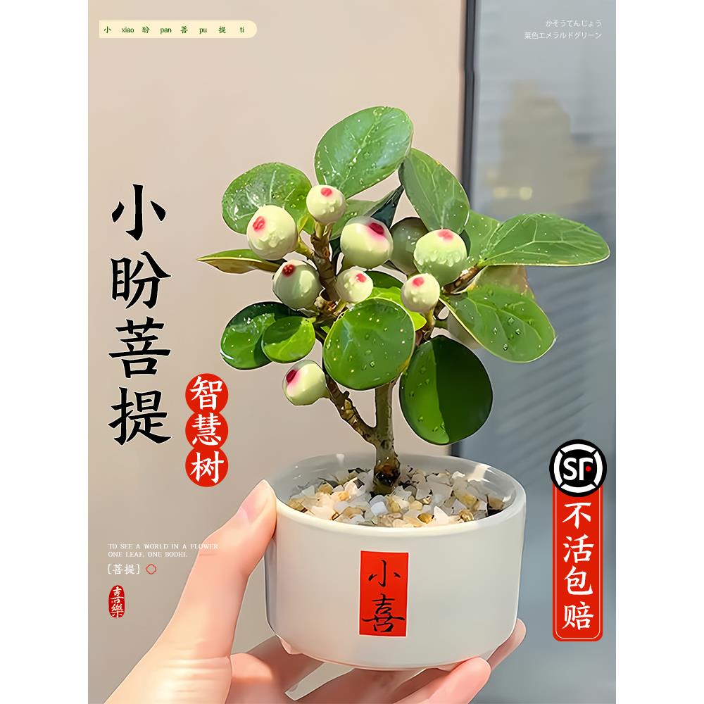 小盼菩提树盆栽带果老桩盆景办公室绿植客厅桌面植物室内禅意摆件