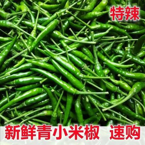 新鲜现摘青米椒小米辣椒尖椒特辣朝天椒青辣椒特辣超辣小米辣现发