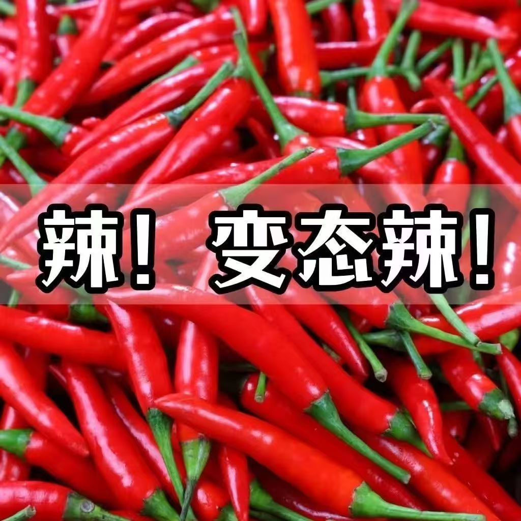 河南小米辣新鲜小米椒红米椒特辣王朝天红辣椒现摘现发鲜椒5斤超