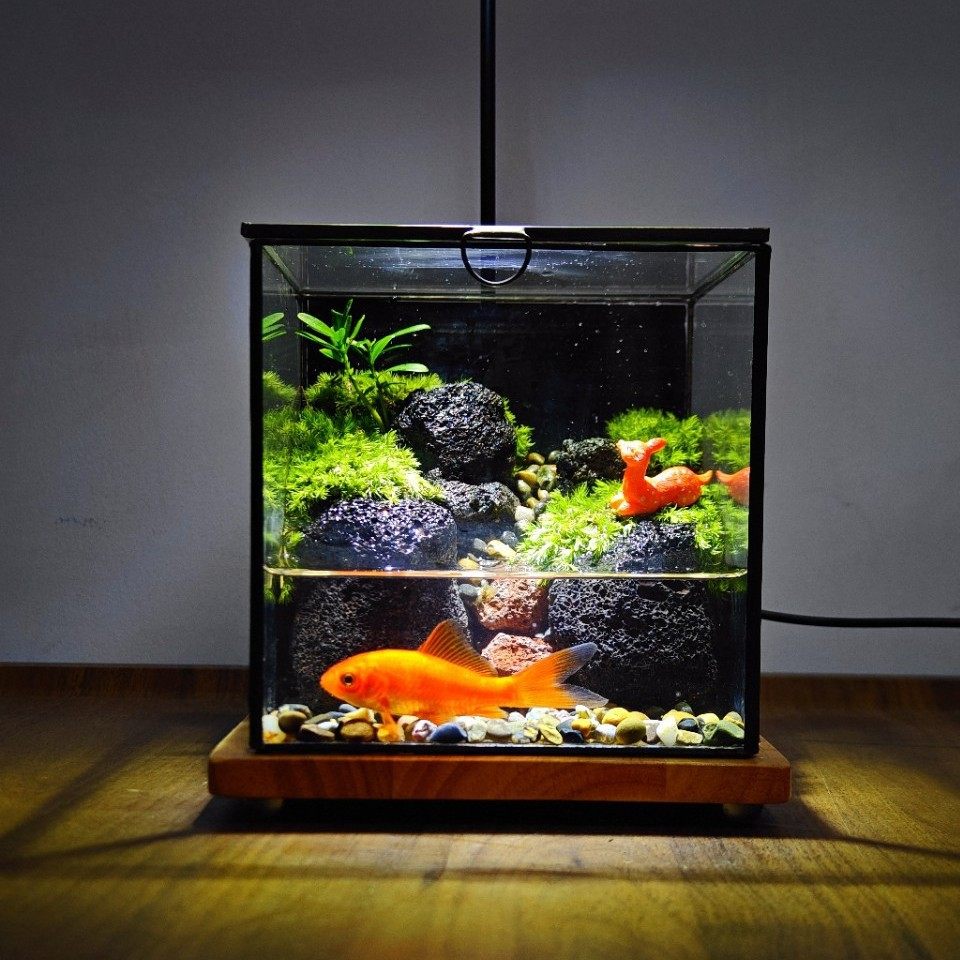 雨林缸创意苔藓微景观角蛙树蛙恶魔蟹爬宠缸养鱼造景生态瓶套餐