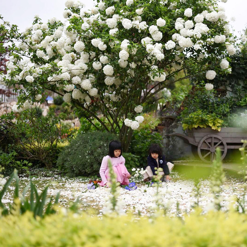 海蒂的花园中华木绣球斗球灌木花卉庭院大型造景木本植物盆栽树苗