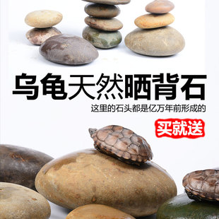 乌龟晒台爬台晒龟台乌龟晒背石爬梯躲避洞屋爬坡鹅卵石乌龟别墅