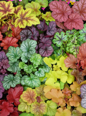 地被植物矾根花苗室外田园盆栽庭院观叶草花户外地栽绿植花卉耐热