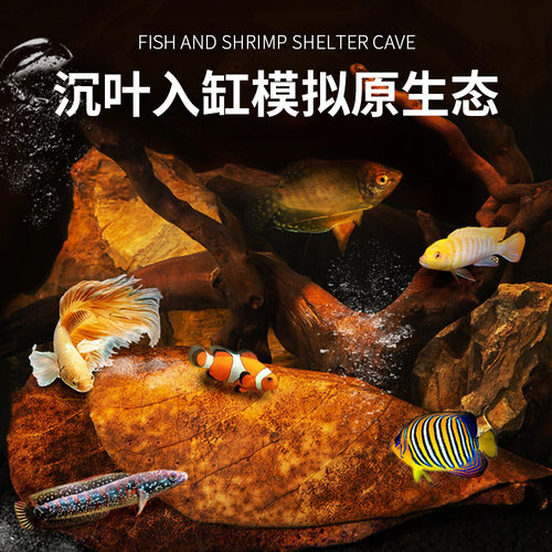 榄仁叶降酸调节Ph值水族橄榄叶龙眼叶造景懒人叶斗鱼乌龟稳定水质