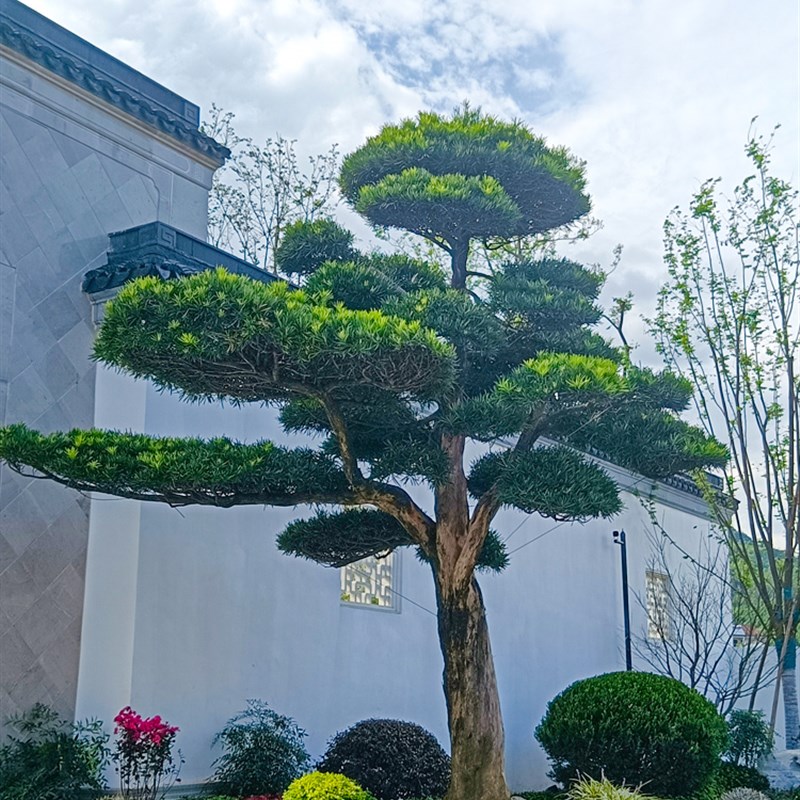 罗汉松造型树原生小叶雀舌罗汉松可地栽盆栽一对一选树