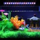 鱼缸led灯 防水增艳潜水灯三基色水族箱龙鱼灯小型七彩照明灯管