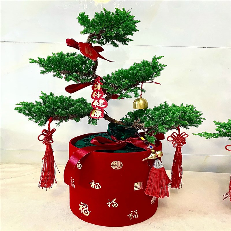 五层塔松盆栽绿植盆景室内好养活植物珠海送长辈寿礼开业乔迁礼物