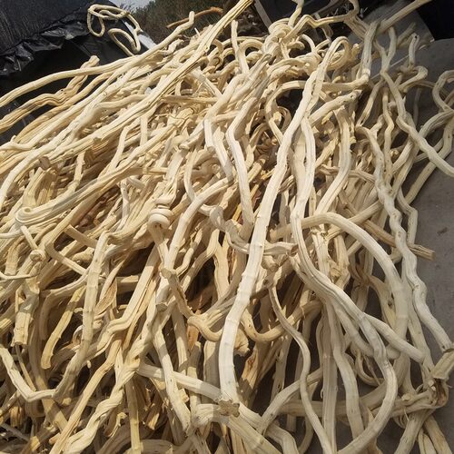 干树枝去皮白树枝装饰鸿运树摆件造景橱窗道具实木造型枯树藤条杆