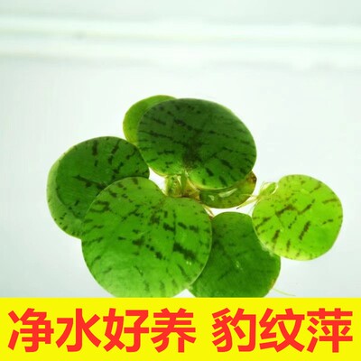 包邮鱼缸水草族箱造景水葫芦龙眼叶水芙蓉浮萍蜈蚣草芝麻萍狐尾