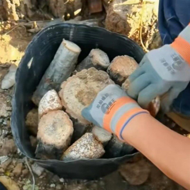 45x25天麻种植桶45x40营养钵营养杯45x30育苗杯45*35天麻桶一次性,鲜花速递/花卉仿真/绿植园艺,育苗盘/营养钵,淘宝优惠券,粉丝福利购,淘宝优惠卷