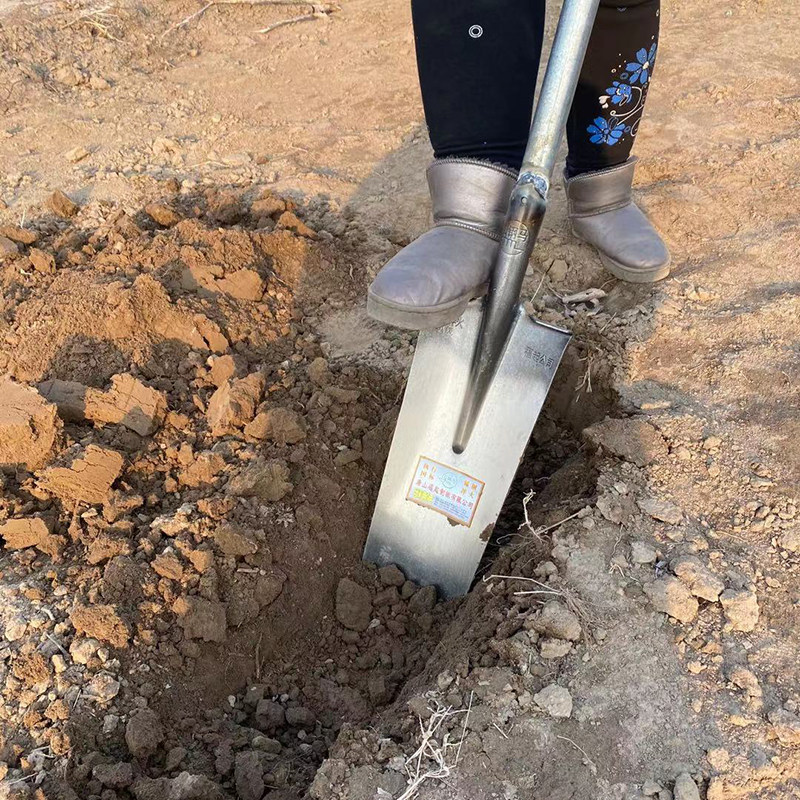 挖树锹锰钢加厚加重挖树铲子栽树移苗窄锹农用挖沟园艺铲挖树神器,农机/农具/农膜,锹,淘宝优惠券,粉丝福利购,淘宝优惠卷
