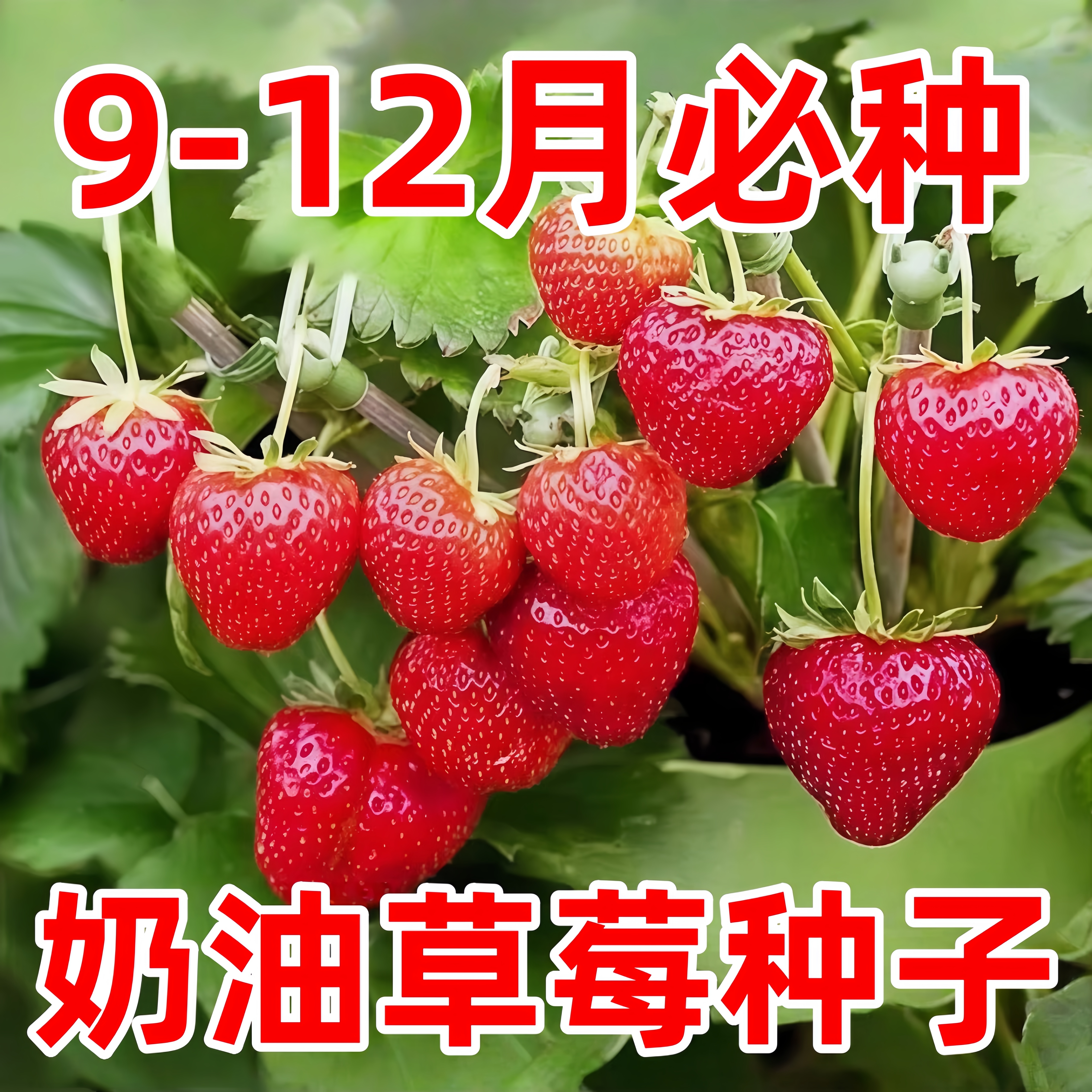四季奶油草莓种籽室内外易活高产抗虫蔬菜水果盆栽植物白草莓种子