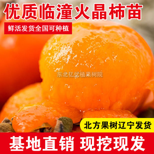临潼火晶柿子树苗火晶甜大果柿子苗盆栽地栽南北方种植当年结果苗