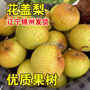 花盖梨树苗嫁接花盖梨苗盆栽地栽南北方种植当年结果秋子梨冻梨苗